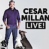 Cesar Millan 2017-ben visszatér - Jegyek a bécsi Cesar Millan Live showra már kaphatóak!