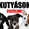 Kutyások figyelem! Legyen sztár a kutyádból!