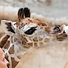 Zsiráf született a Nyíregyházi Állatparkban! Képek itt!