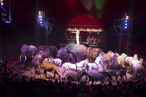 Ingyenes színházjegy és cirkuszjegy is lesz a Lázár Ervin programban!