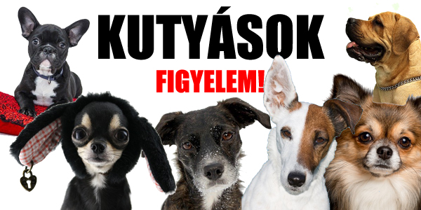 Kutyások figyelem! Legyen sztár a kutyádból!