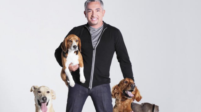 Nézz bele INGYEN Cesar Millan Live showjába!
