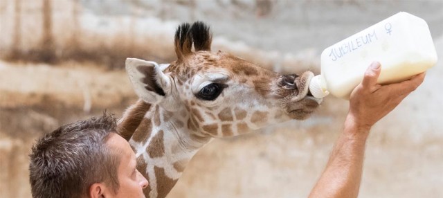 Zsiráf született a Nyíregyházi Állatparkban! Képek itt!